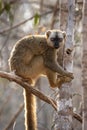 Red lemur, eulemur rufus, rufous brown lemur, northern red fronted lemur