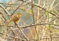 A Rufous Chatterer Royalty Free Stock Photo