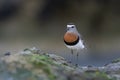 Rufous chested Dotterel, Charadrius modestus , at low tide, Peninsula Valdes, Unesco World Heritage Site,