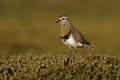 Rufous-chested dotterel, Charadrius modestus