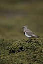 Rufous-chested dotterel, Charadrius modestus