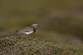 Rufous-chested Dotterel in the Falkland Islands