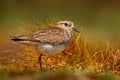 Rufous-chested plover, Charadrius modestus, small greey bird in the grass. Plover in the golden evening habitat, Volunteer Point