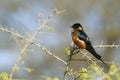 Rufous-chested Swallow in Kruger National park