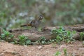 Rufous-chinned laughingthrush, Ianthocincla rufogularis, Sattal Uttarakhand Royalty Free Stock Photo