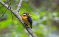 Rufous-collared Kingfisher Actenoides concretus Royalty Free Stock Photo