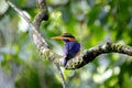 Rufous-collared Kingfisher Actenoides concretus Royalty Free Stock Photo
