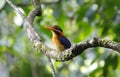 Rufous-collared Kingfisher Actenoides concretus Royalty Free Stock Photo