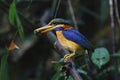 Rufous-collared Kingfisher Actenoides concretus Male Beautiful Birds of Thailand