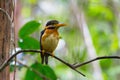 Rufous-collared Kingfisher Royalty Free Stock Photo