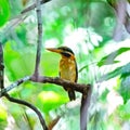 Rufous-collared Kingfisher Royalty Free Stock Photo