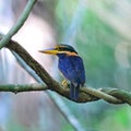 Rufous-collared Kingfisher Royalty Free Stock Photo