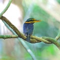 Rufous-collared Kingfisher Royalty Free Stock Photo