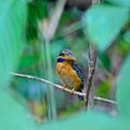 Rufous-collared Kingfisher Royalty Free Stock Photo