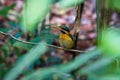 Rufous-collared Kingfisher (female) Royalty Free Stock Photo