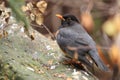 Rufous-collared robin Royalty Free Stock Photo