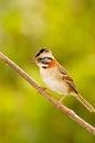 Rufous-collared Sparrow