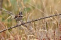 Rufous-collared sparrow bird sitting on a branch Royalty Free Stock Photo