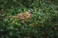 Rufous-collared Sparrow bird Royalty Free Stock Photo
