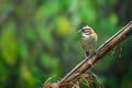 Rufous-collared Sparrow bird Royalty Free Stock Photo