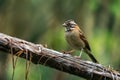 Rufous-collared Sparrow bird Royalty Free Stock Photo