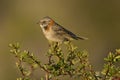 Rufous-collared Sparrow on a Branch Royalty Free Stock Photo