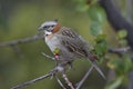 Rufous-collared Sparrow on a Branch Royalty Free Stock Photo