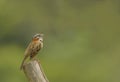 Rufous-collared Sparrow Calling
