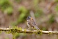 Rufous-collared Sparrow 837381