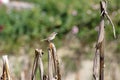 Rufous-collared sparrow on dry corn stalks Royalty Free Stock Photo