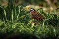 Rufous-collared Sparrow on the grass Royalty Free Stock Photo