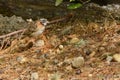 Rufous-collared Sparrow on the ground