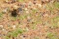 Rufous-collared Sparrow lying on the ground