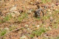 Rufous-collared Sparrow lying on the ground