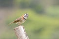 Rufous-collared Sparrow Male