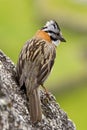 Rufous-collared Sparrow - Peru