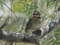 rufous-collared sparrow Royalty Free Stock Photo