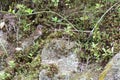 rufous collared sparrow posing on a branch