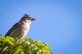 rufous collared sparrow posing on a branch Royalty Free Stock Photo