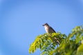 rufous collared sparrow posing on a branch Royalty Free Stock Photo