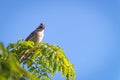 rufous collared sparrow posing on a branch Royalty Free Stock Photo