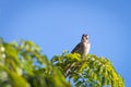 rufous collared sparrow posing on a branch Royalty Free Stock Photo