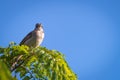 rufous collared sparrow posing on a branch Royalty Free Stock Photo