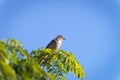 rufous collared sparrow posing on a branch Royalty Free Stock Photo