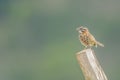 Rufous-collared Sparrow