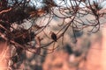 Rufous-collared sparrow sitting on a tree branch Royalty Free Stock Photo