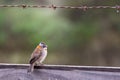 Rufous-collared sparrow, typical of South America, also called chingolo Royalty Free Stock Photo