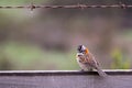 Rufous-collared sparrow, typical of South America, also called chingolo Royalty Free Stock Photo