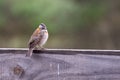 Rufous-collared sparrow, typical of South America, also called chingolo Royalty Free Stock Photo