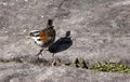 The Rufous-collared Sparrow (Zonotrichia capensis)